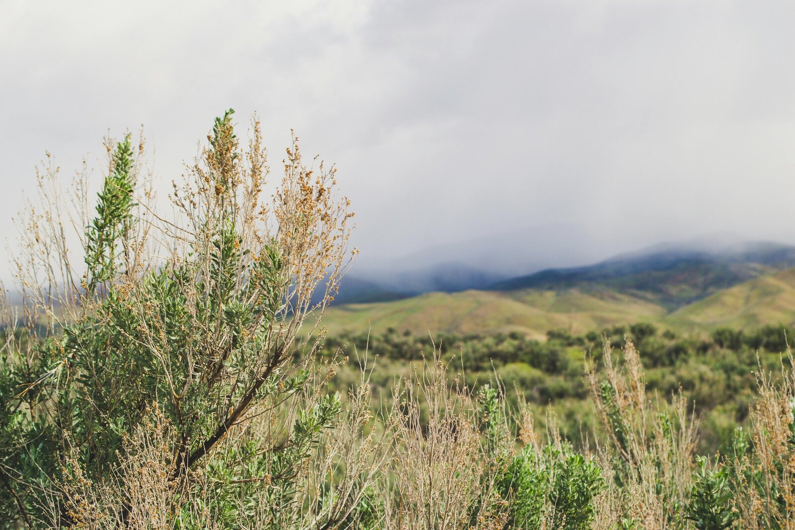Sage-brush