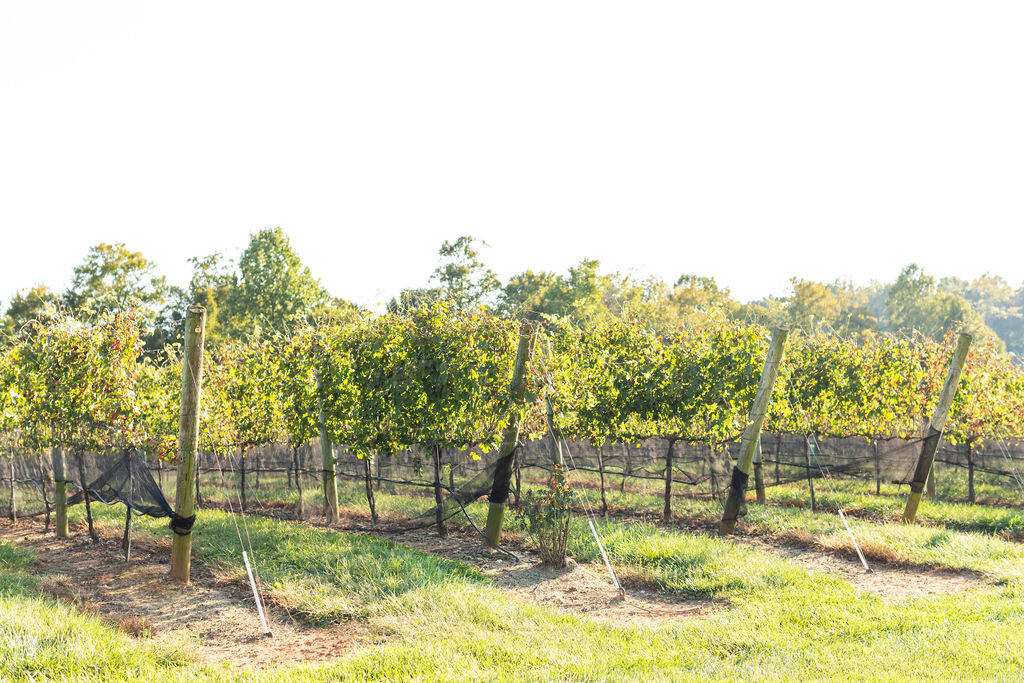 CarpenterWedding_Highlights_BrittanyButterworthPhoto-16