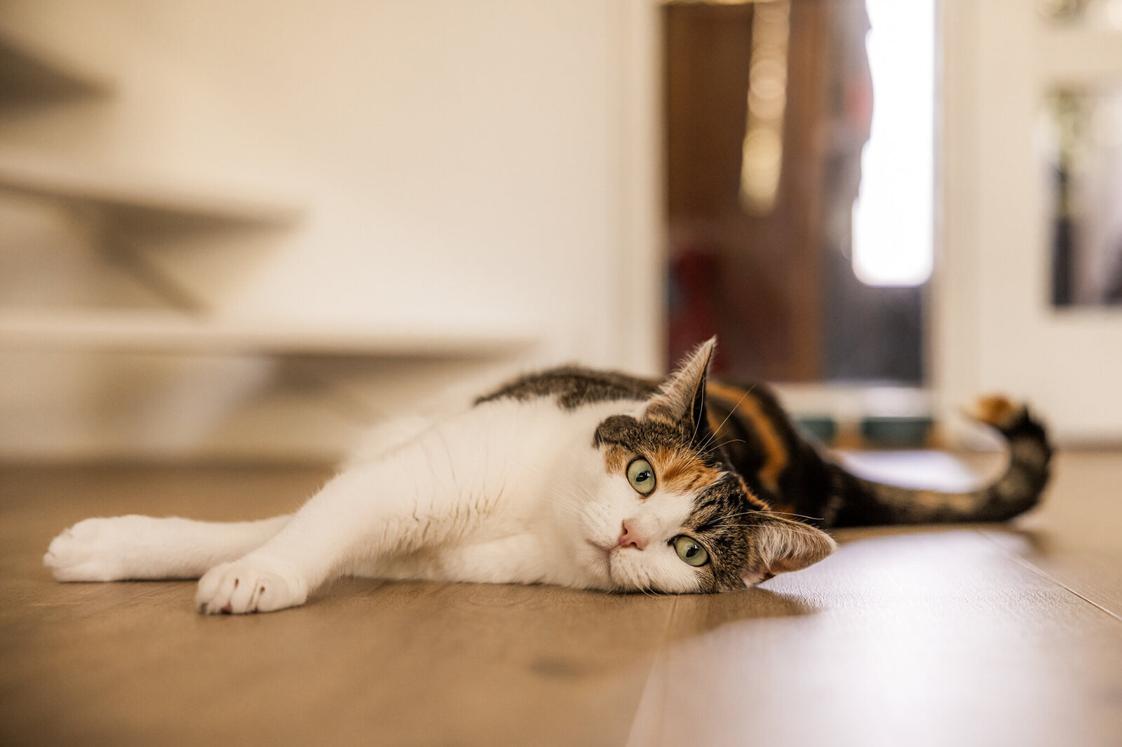 Katten-3