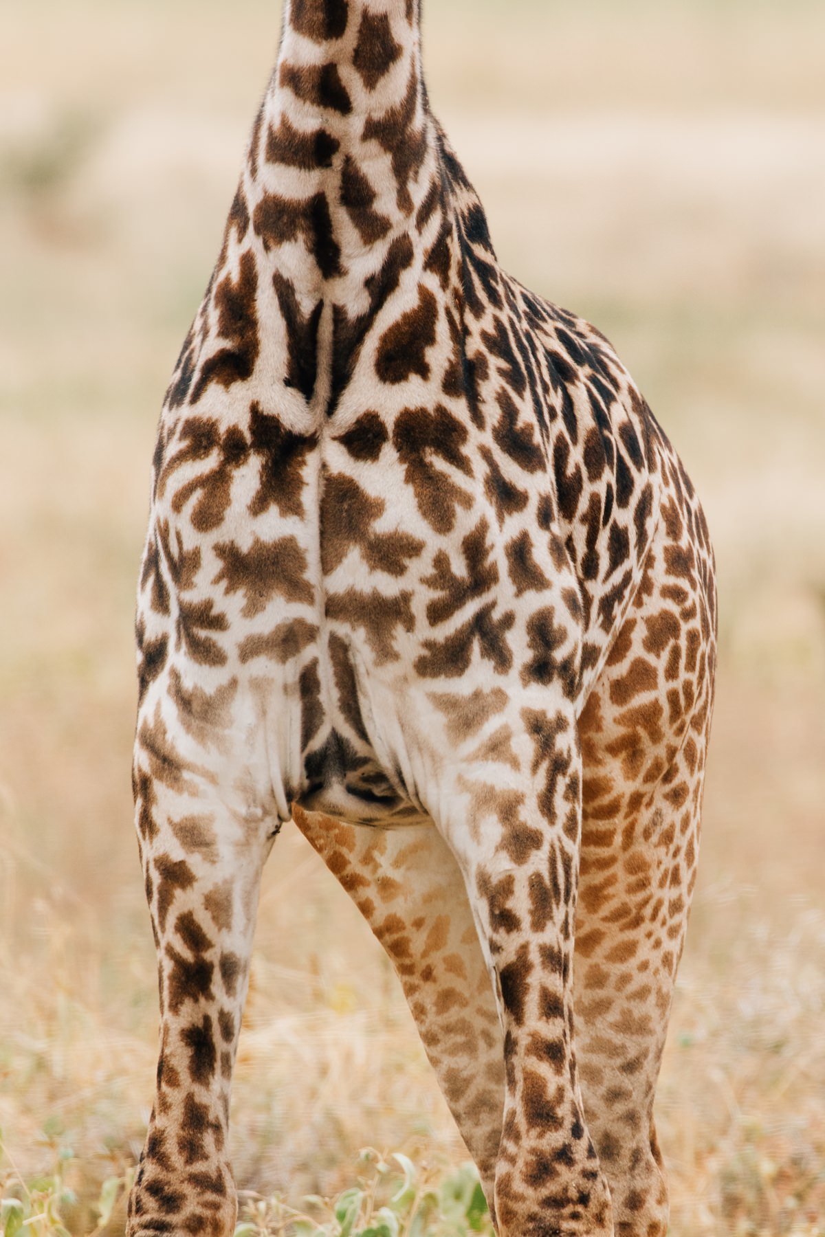 cameron-zegers-travel-photographer-tanzania--editorial-giraffe