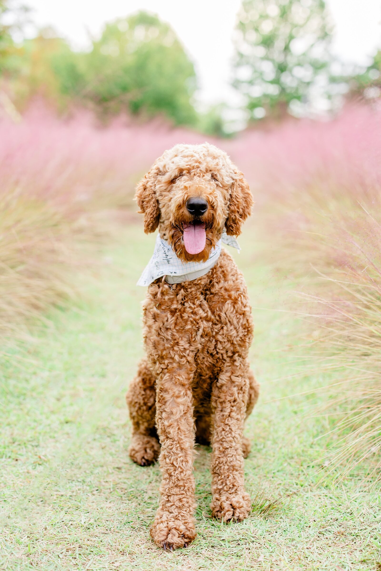 The Beloved Pup Photo Studio - Birmingham, Alabama Commercial Dog Photographer 11