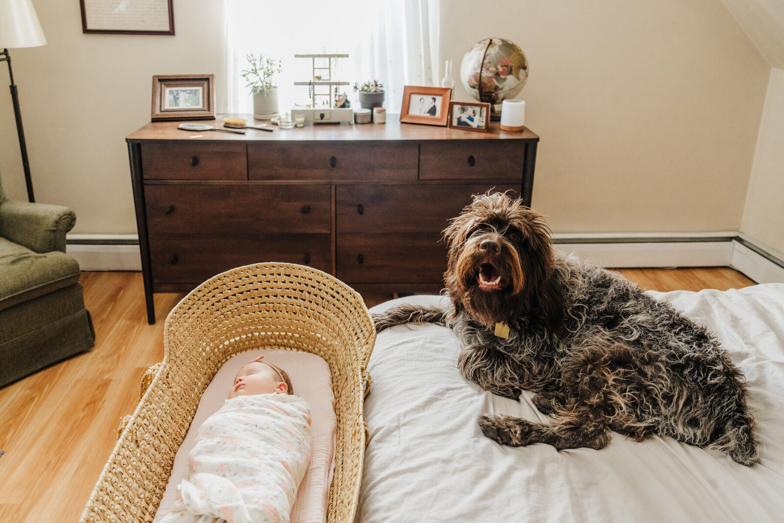 brown shaggy dog sits on bed with baby sleeping in bassinet at the base