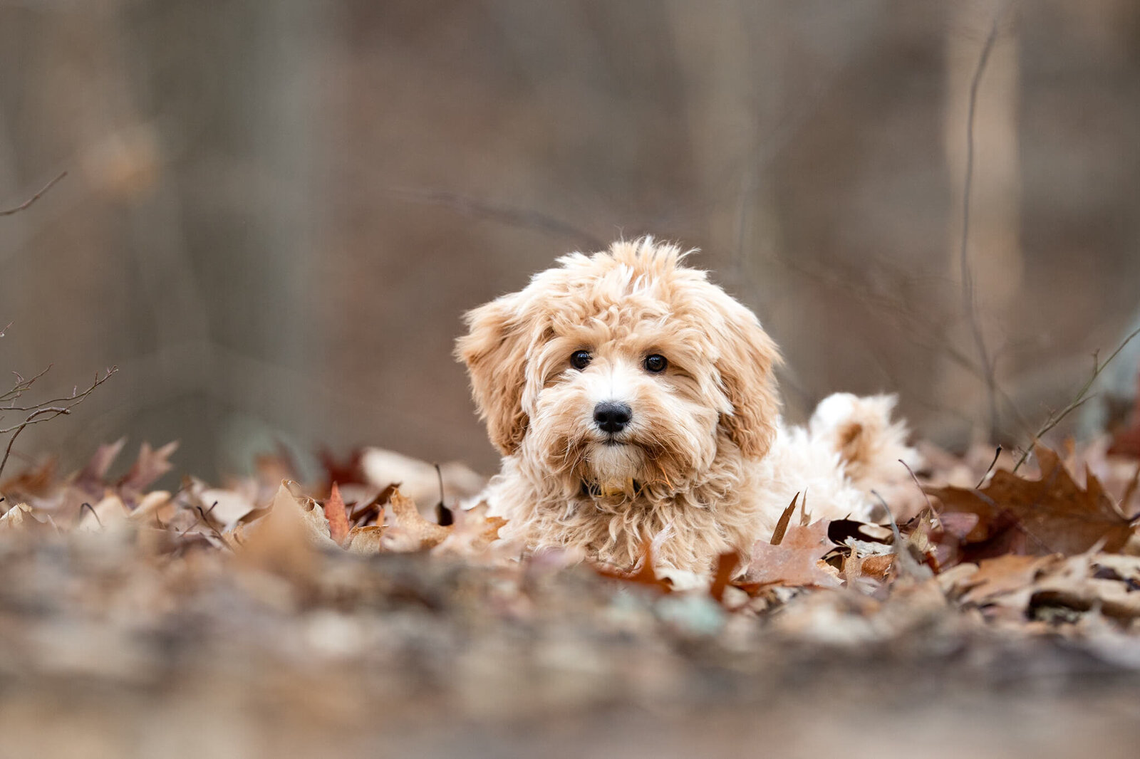 Golden Doodle puppy laying in the leaves of a Boston area forest