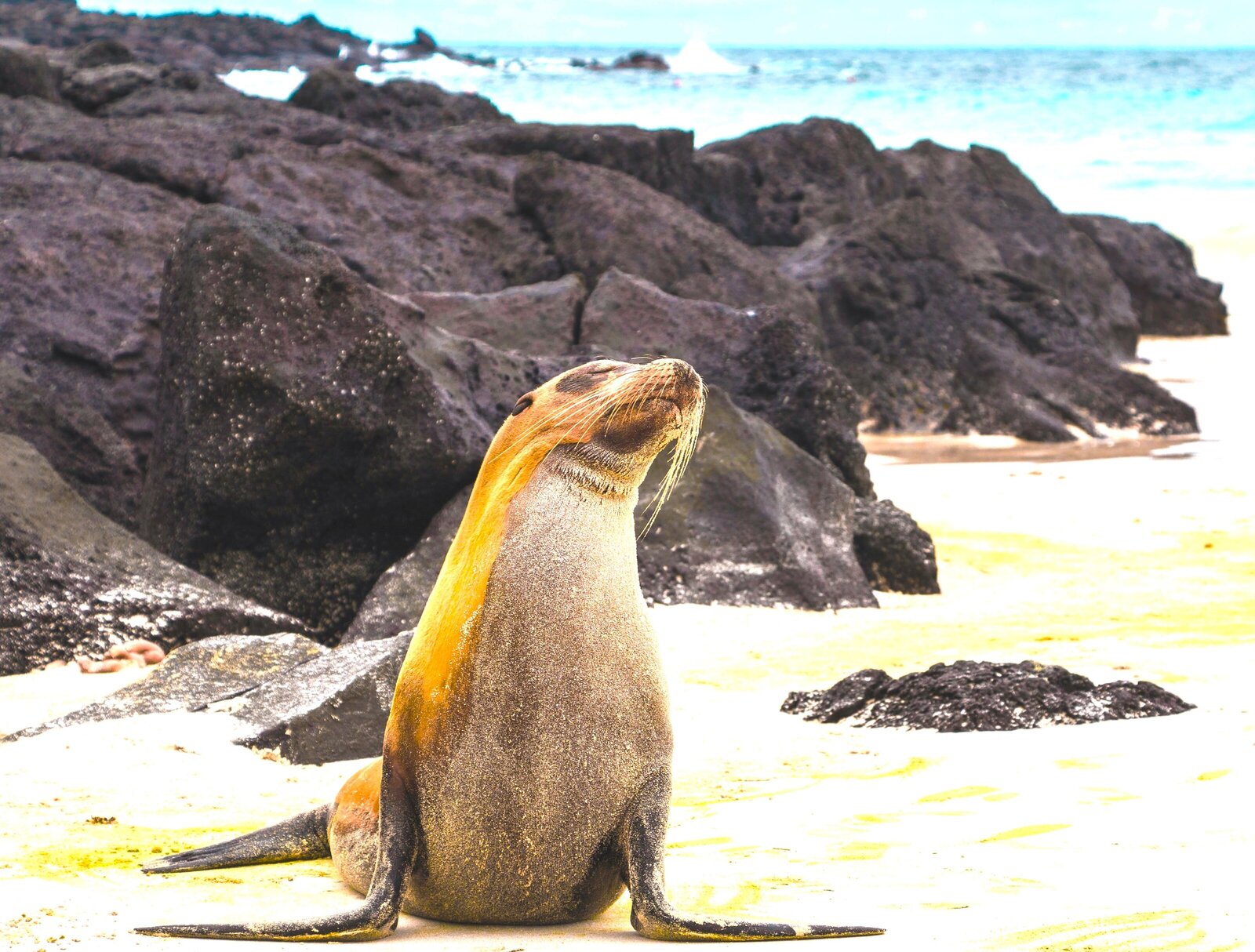 Posing seal