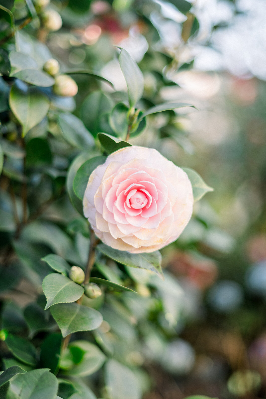 Classic Wedding at Vizcaya Sacramento