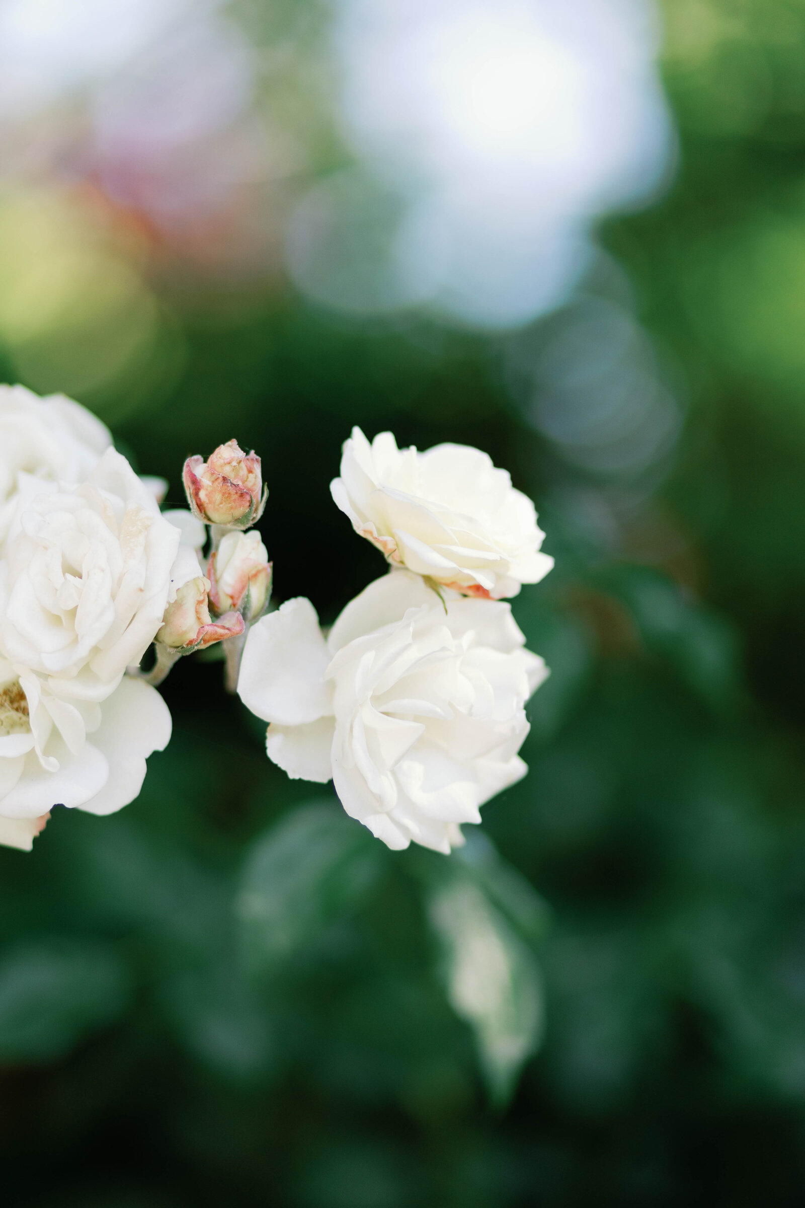 Casa-Real-Wedding-Bay-Area-Photographer-Sarah-Block-Photography-715
