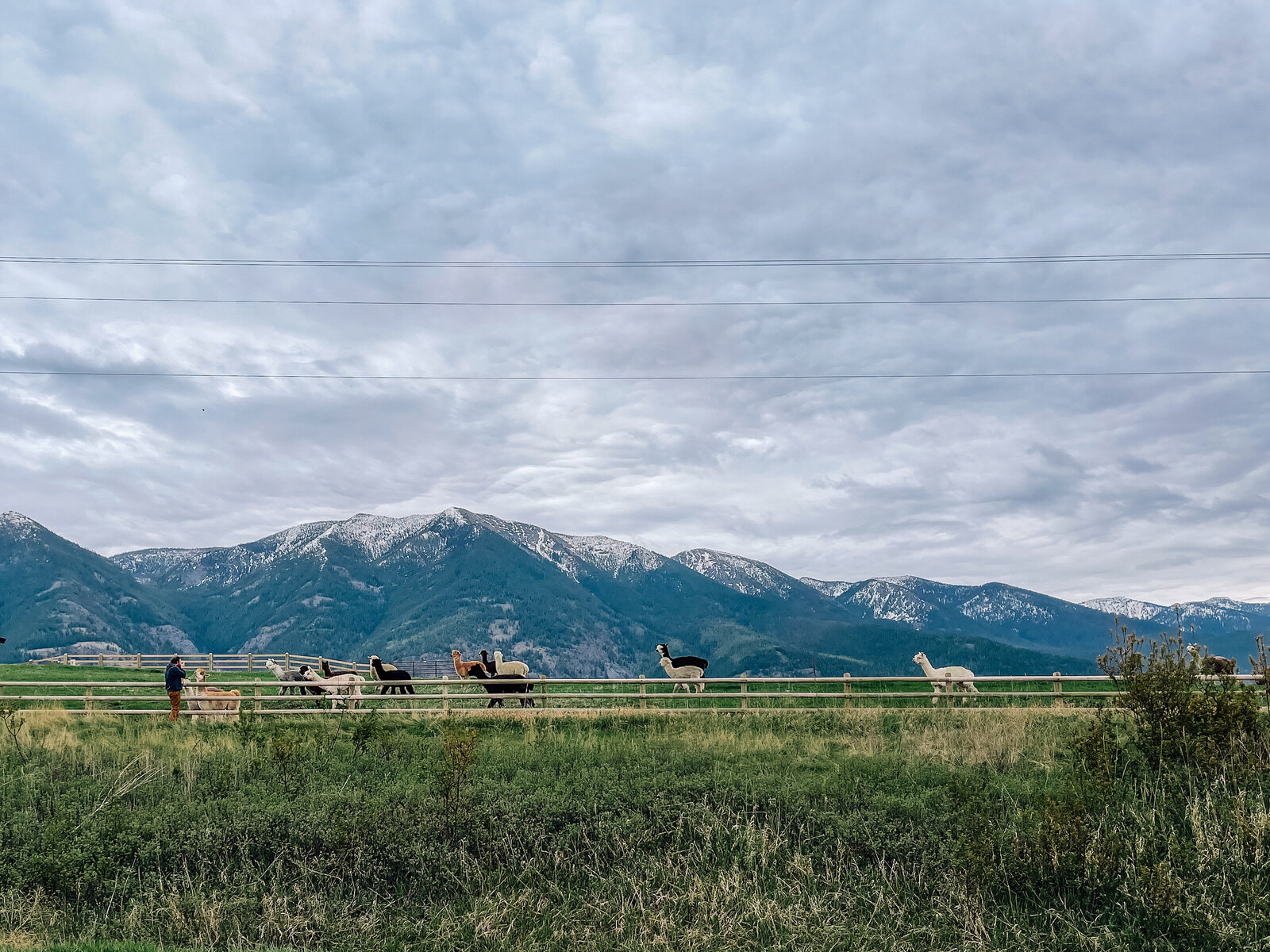 Landscape Montana Alpacas