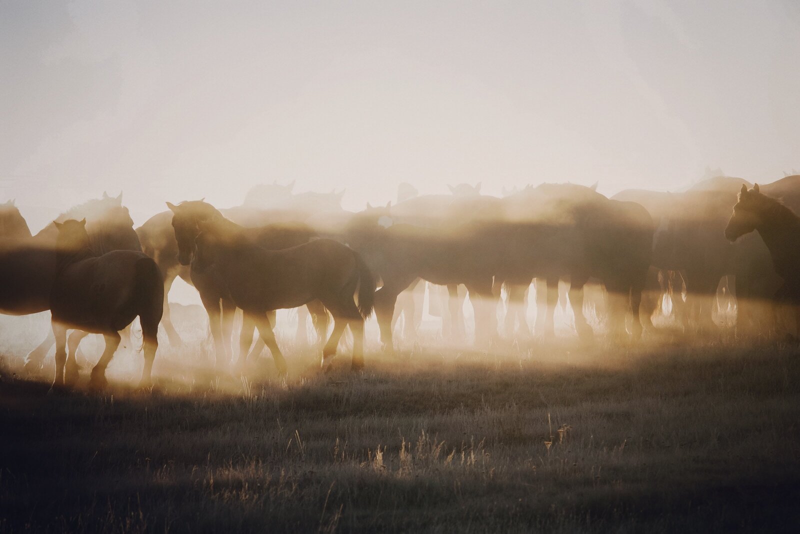 Morning Fog 