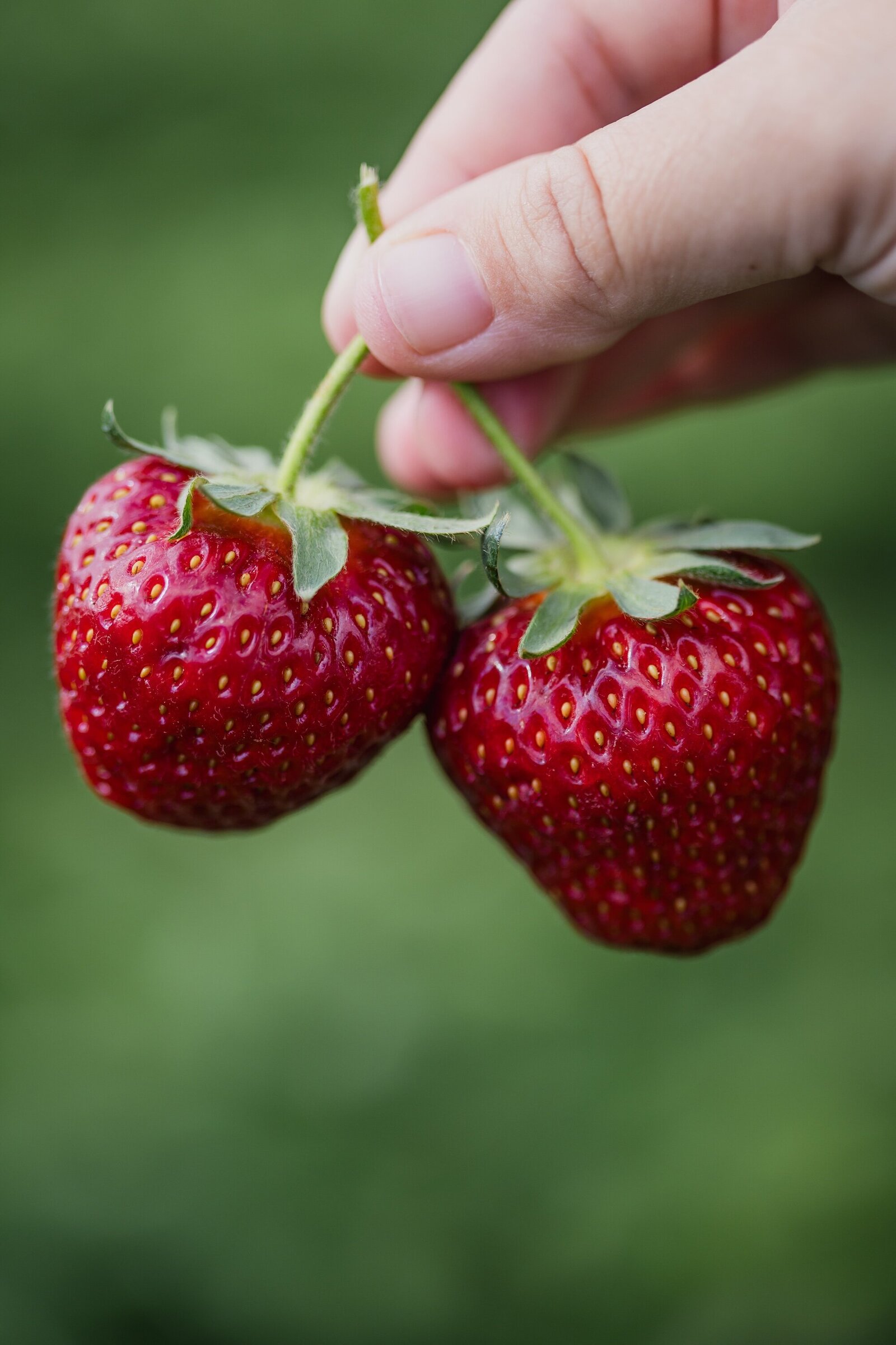 Strawberries 5