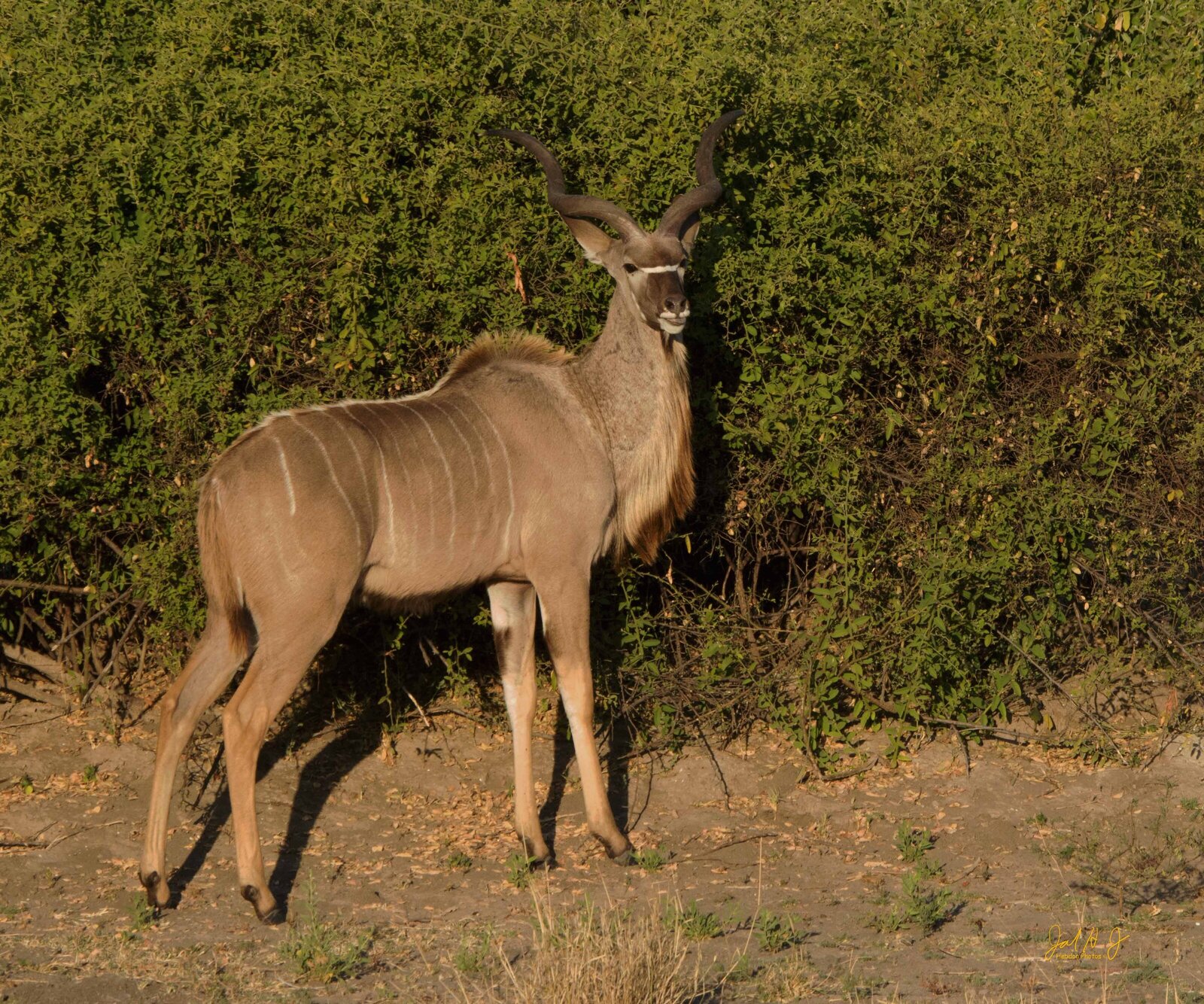 2015 Kudu