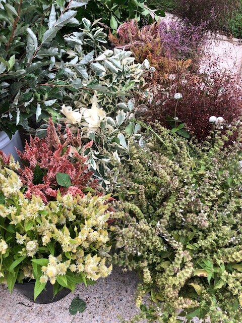 QBR foliage 2