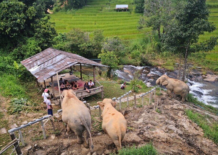 Thailand-Chiangmai-olifantenopvang