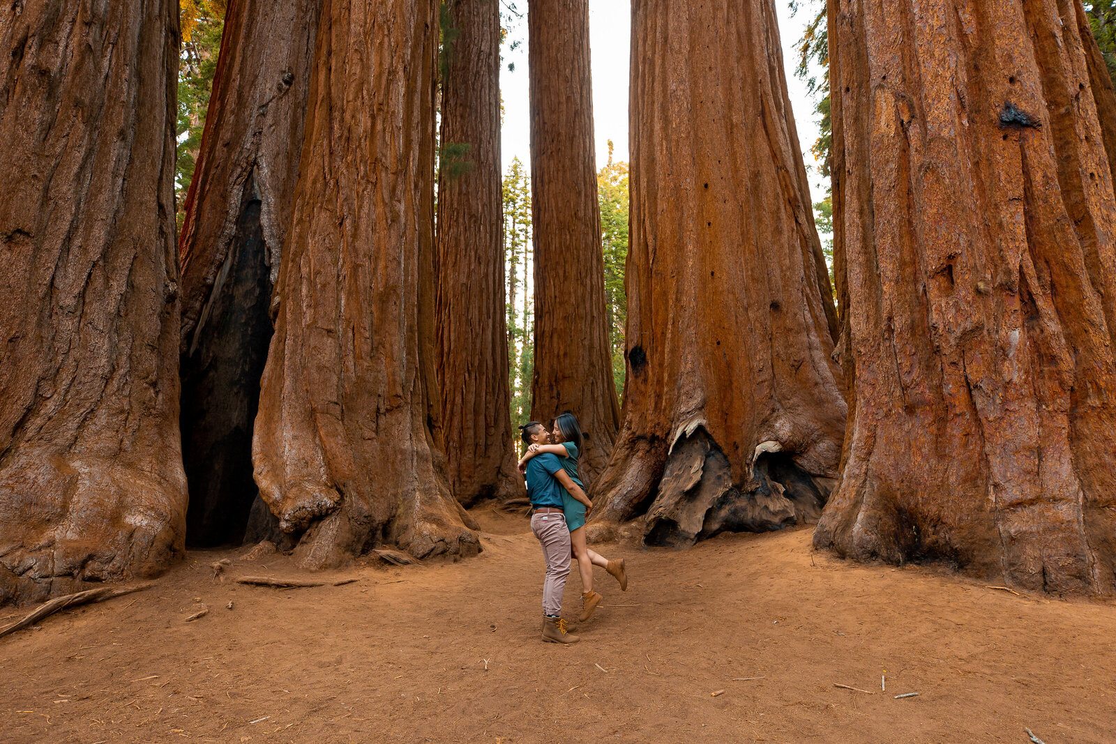 An engaged couple embraces in front of Sequoia trees