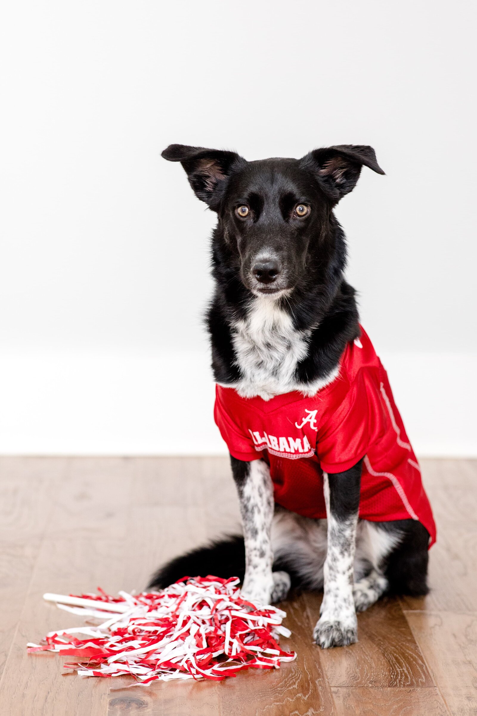 My Fur Babies About Me- The Beloved Pup Photo Studio Birmingham, Alabam Dog Photographer 1 (1)