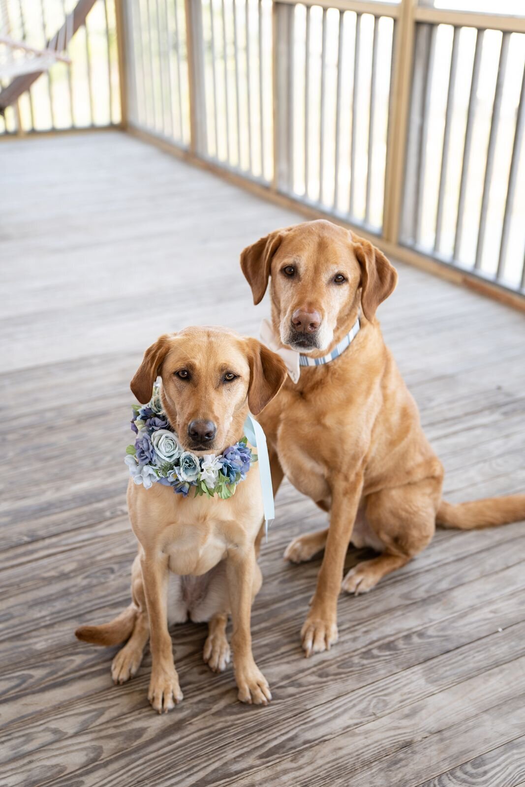 Charleston SC pet photographs