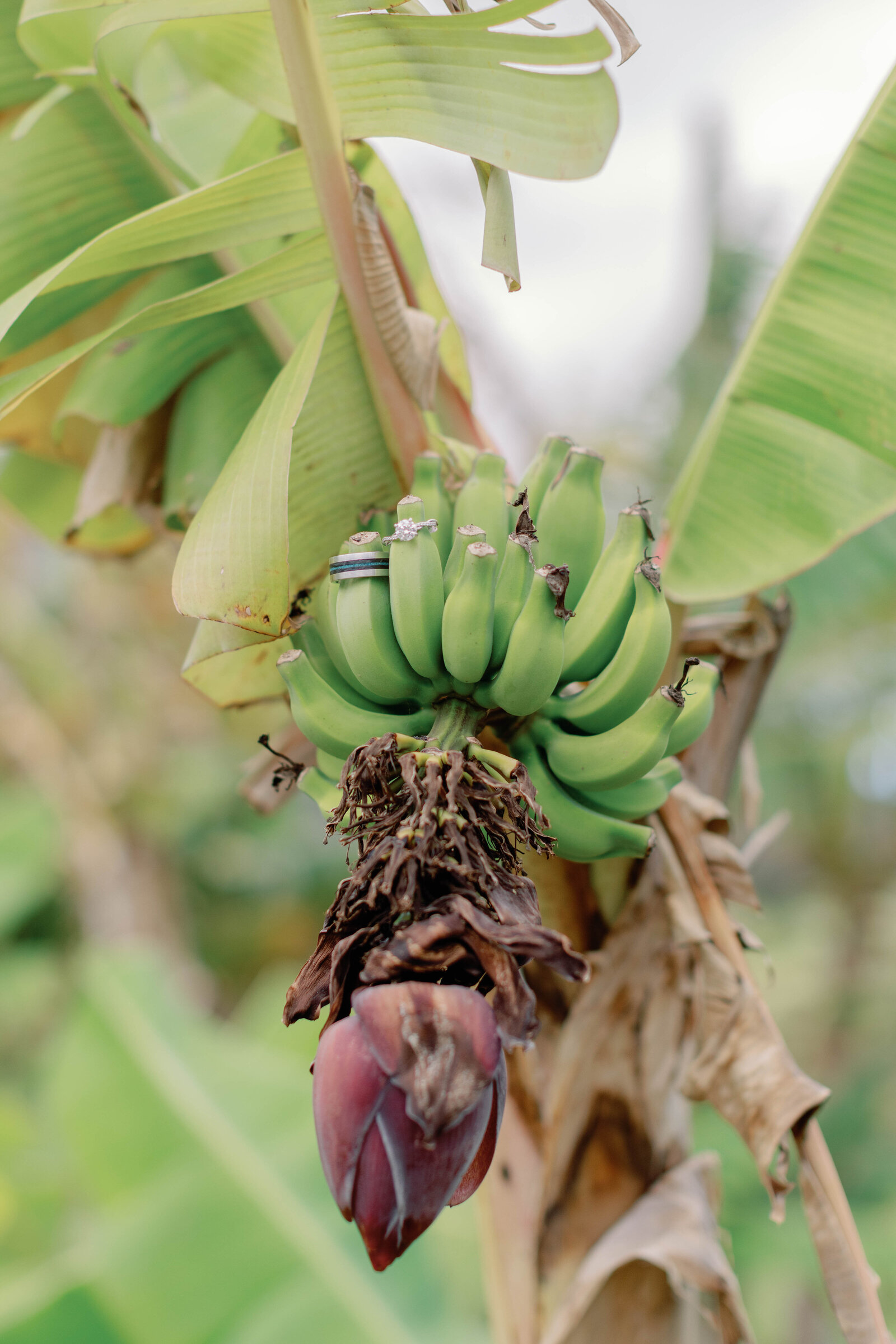 Maui-Wedding-Tropical-Plantation-Sarah-Block-Photography-706