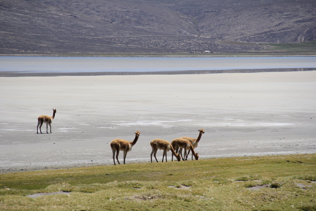 Lamas - Peru
