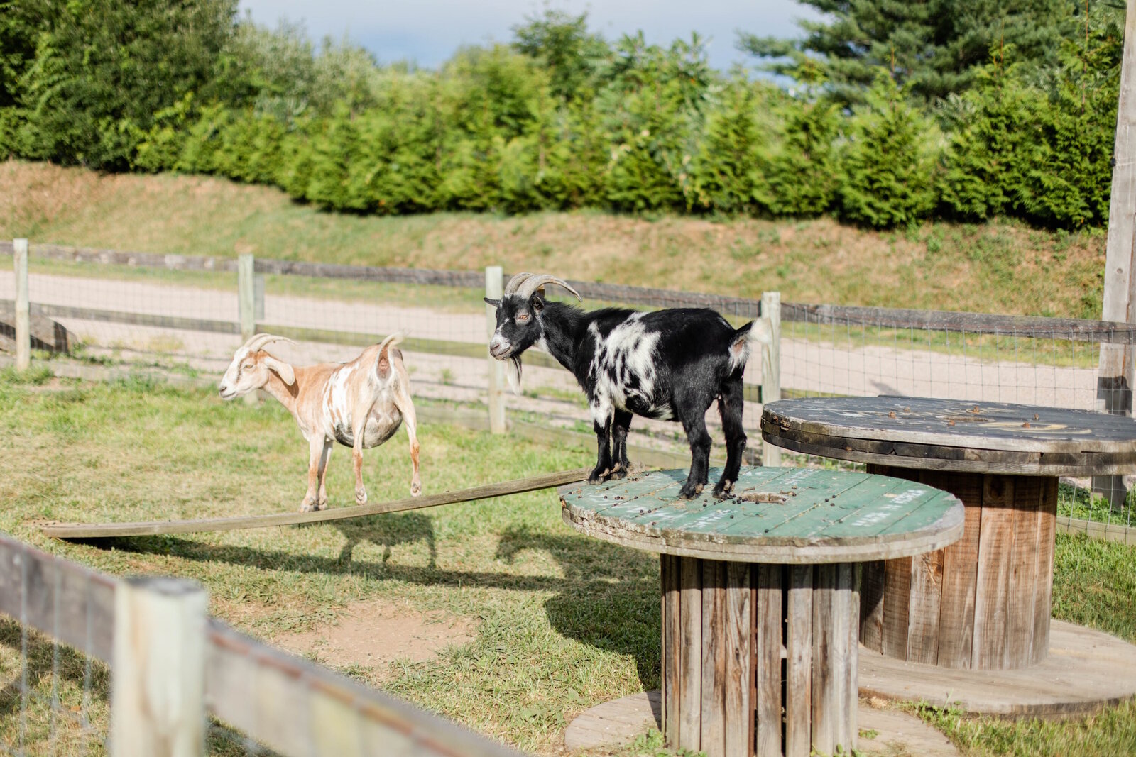 2022 08 14_Elle Josh Wedding_Nuzzos Farm_Branford CT_07-Details-0A