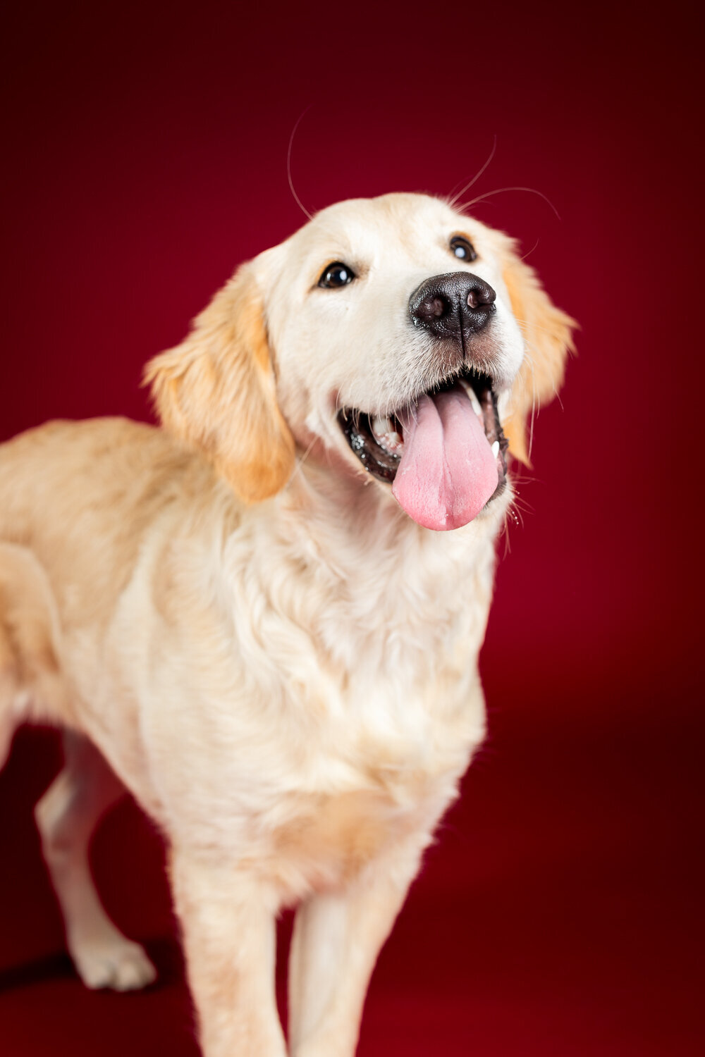 002_20250214_PrettyPaws_Charlie