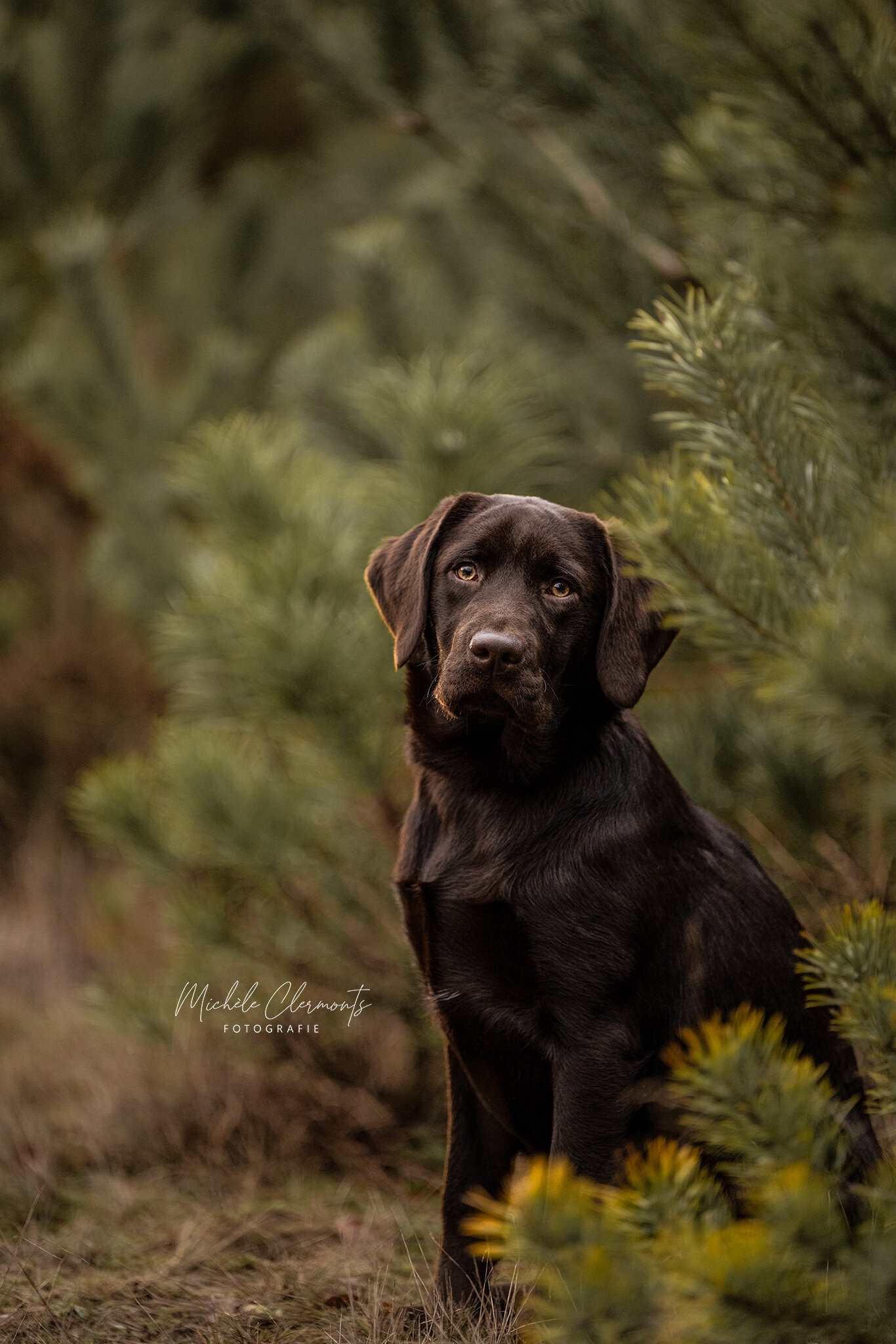 DSC_1019-2-honden-fotografie-michèle clermonts fotografie