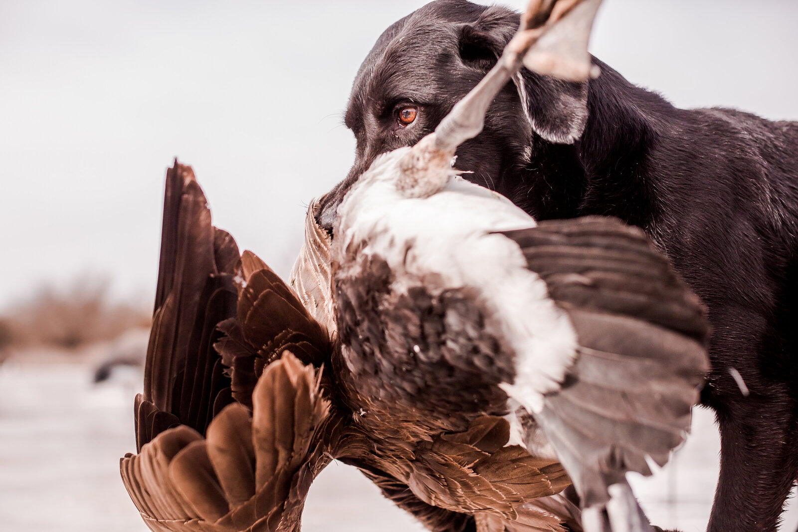 Fowl Plains Central Kansas waterfowl outfitter0028