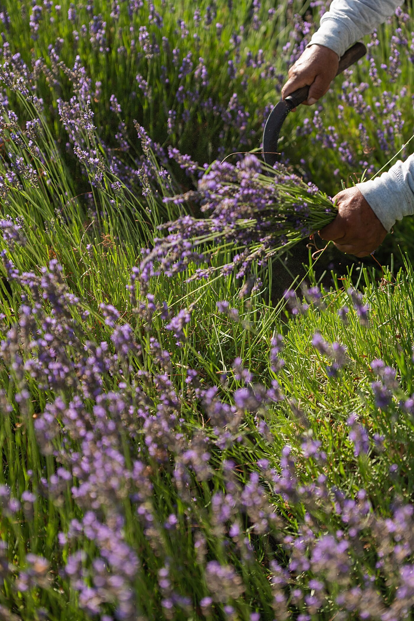 Cort-Mace-Photography-San-Diego-Business-Branding-Temecula-Lavendar-Company-_0013