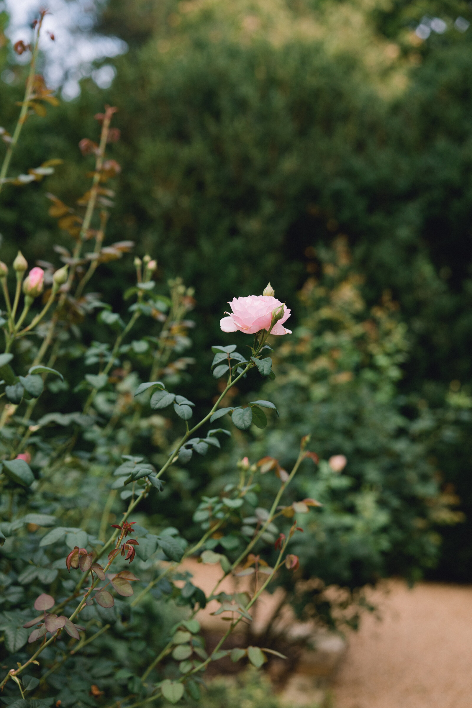 L&S_5C5A5233