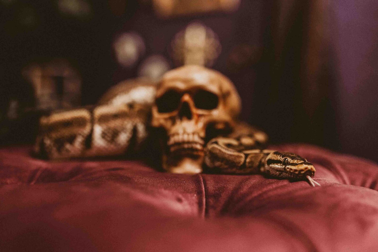 skull with a snake beside it