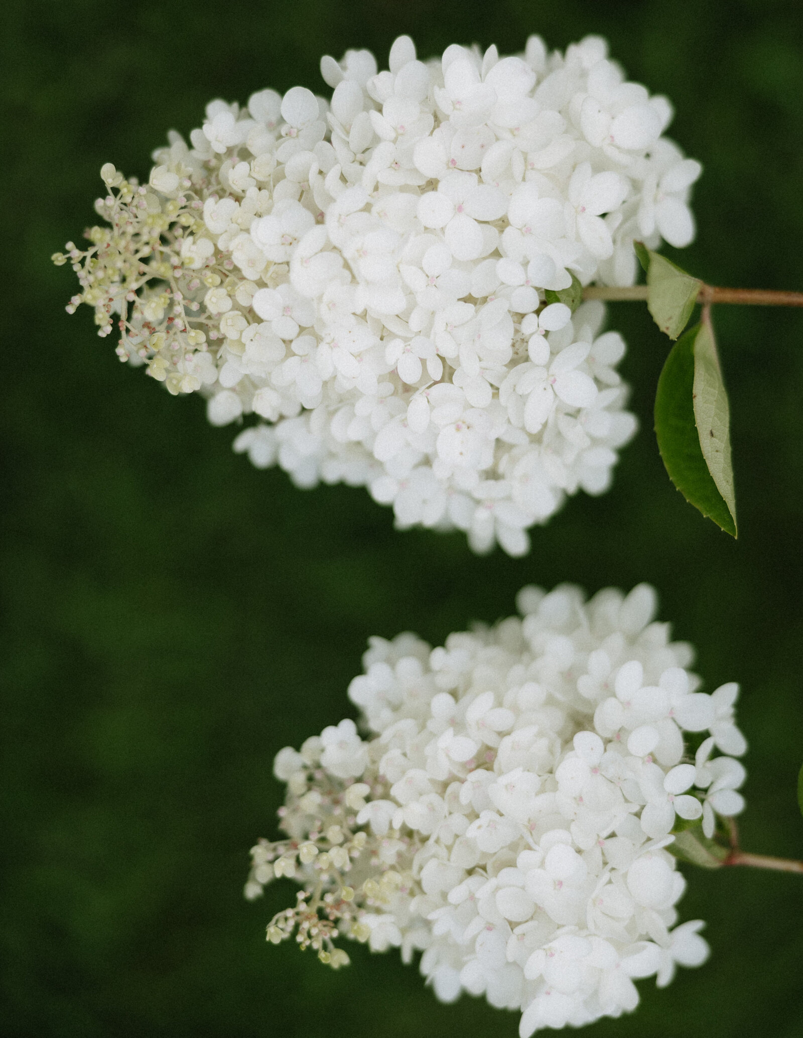 vermont-wedding-details