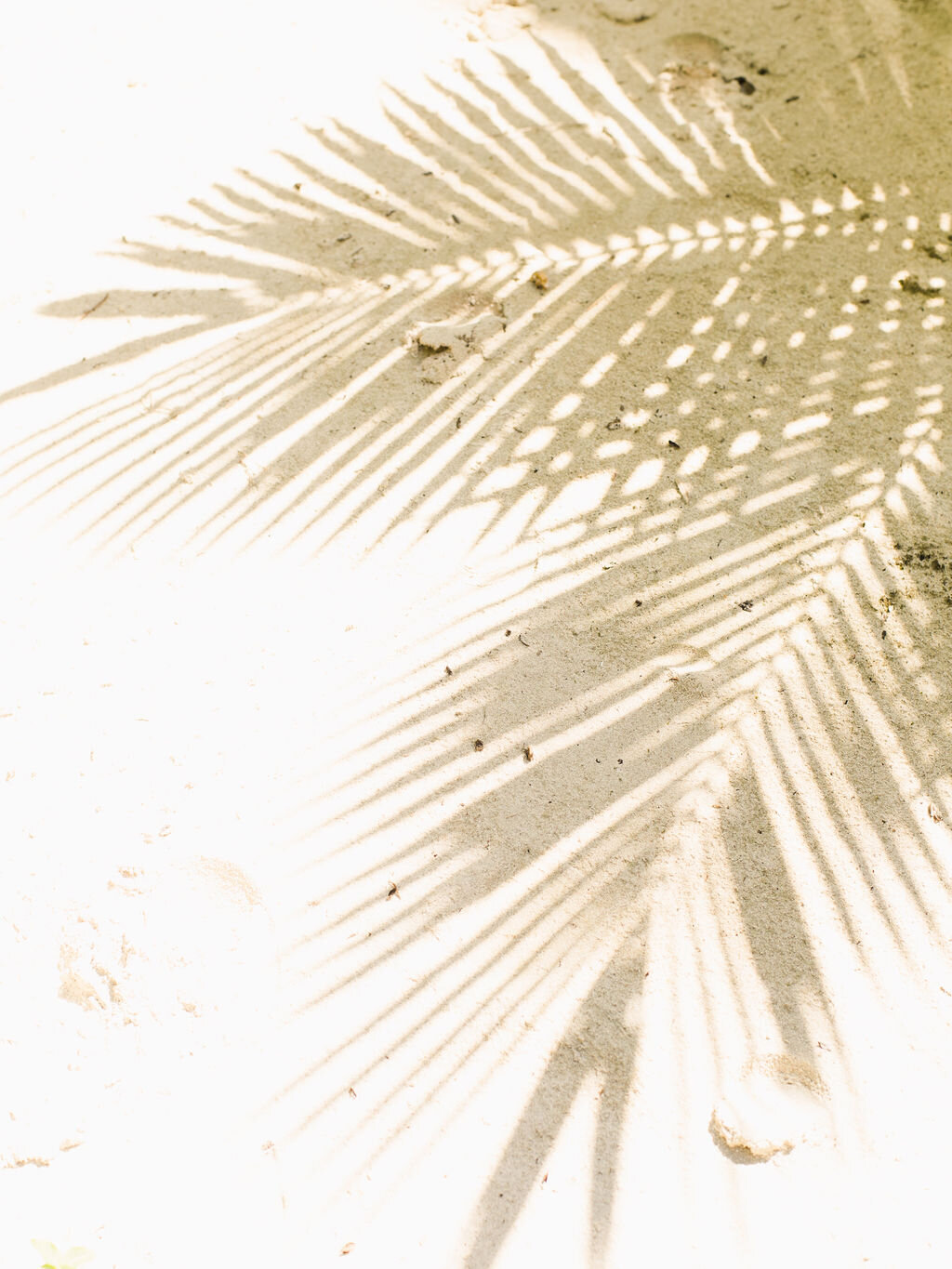 Palm leaves shadow at at Hotel Esencia in Tulum Mexico