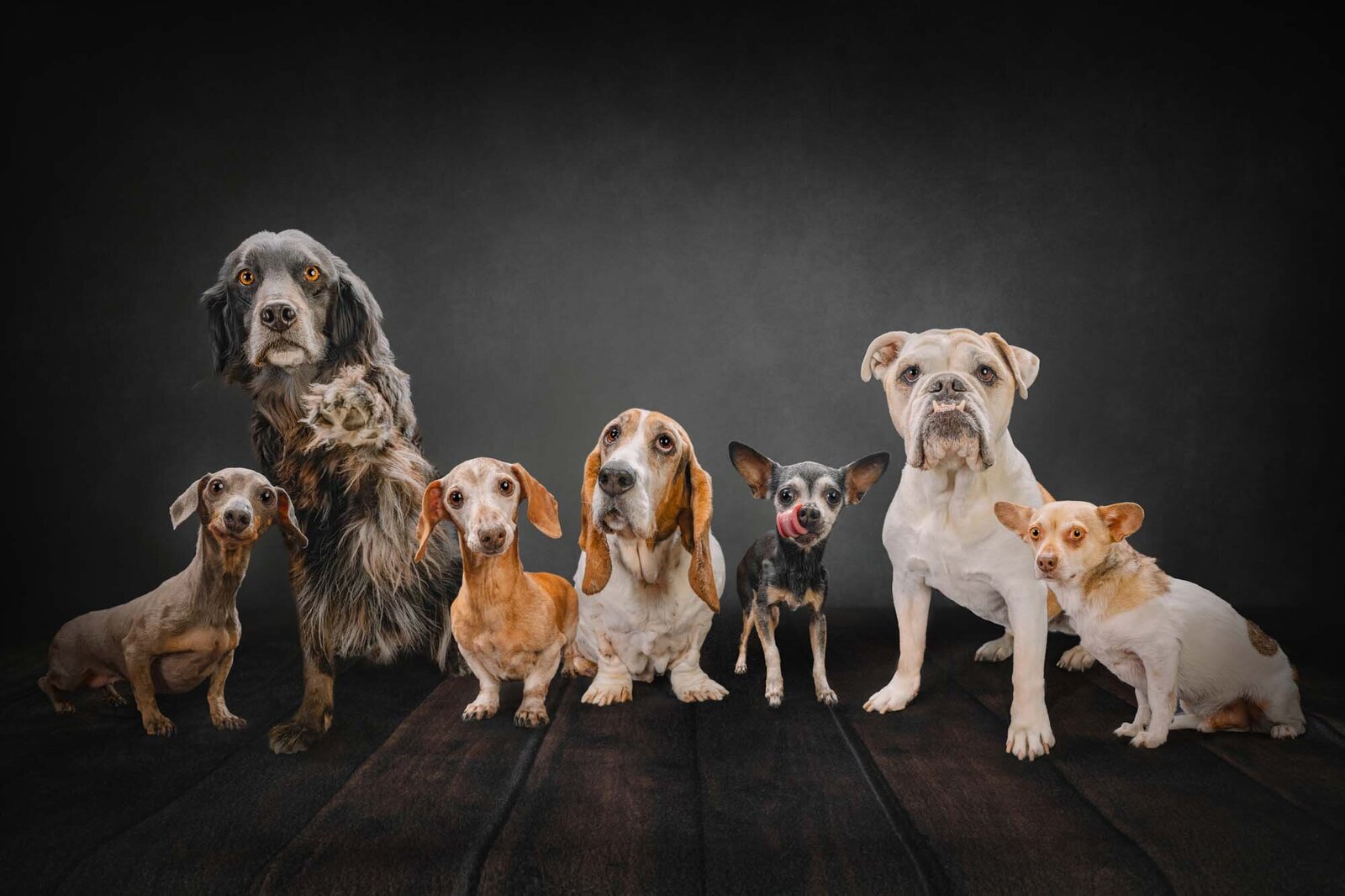 dog portrait with 7 dogs in Denver mobile studio