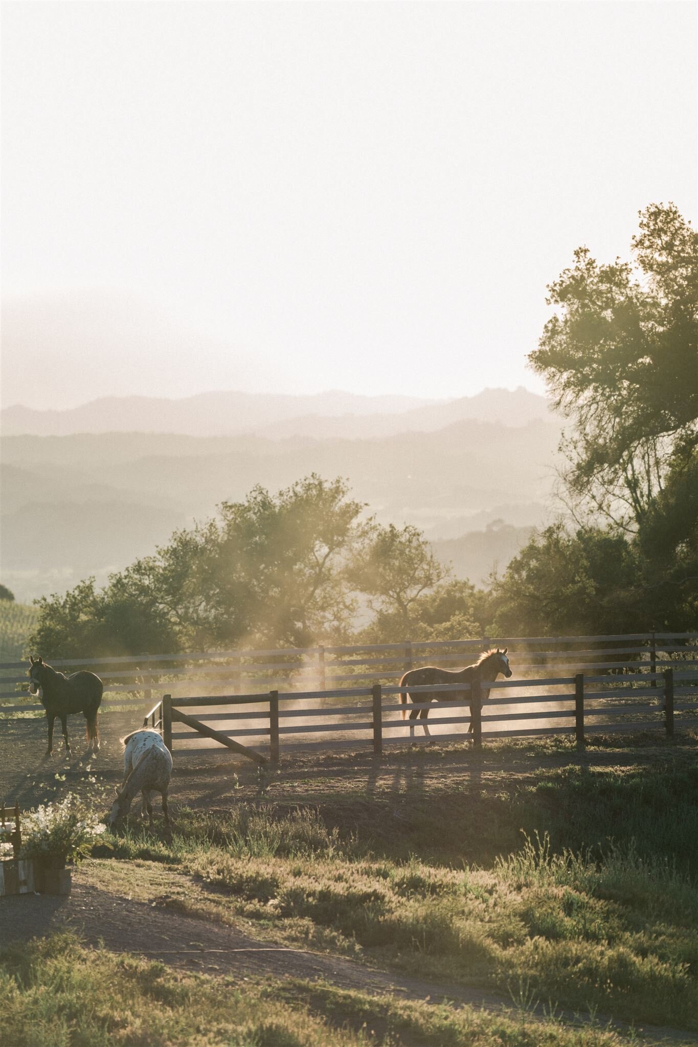 Private Ranch Vineyard Wedding-Valorie Darling Photography-861_websize