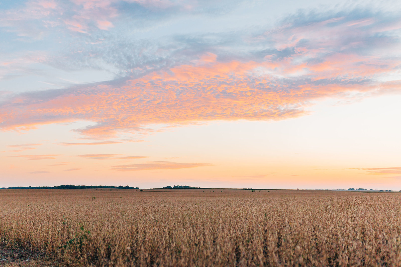 RippyFarms2019-192