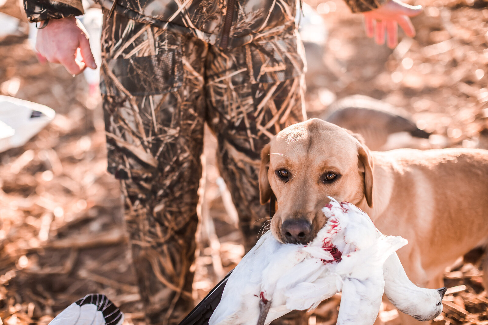 Fowl Plains Central Kansas waterfowl outfitter0007