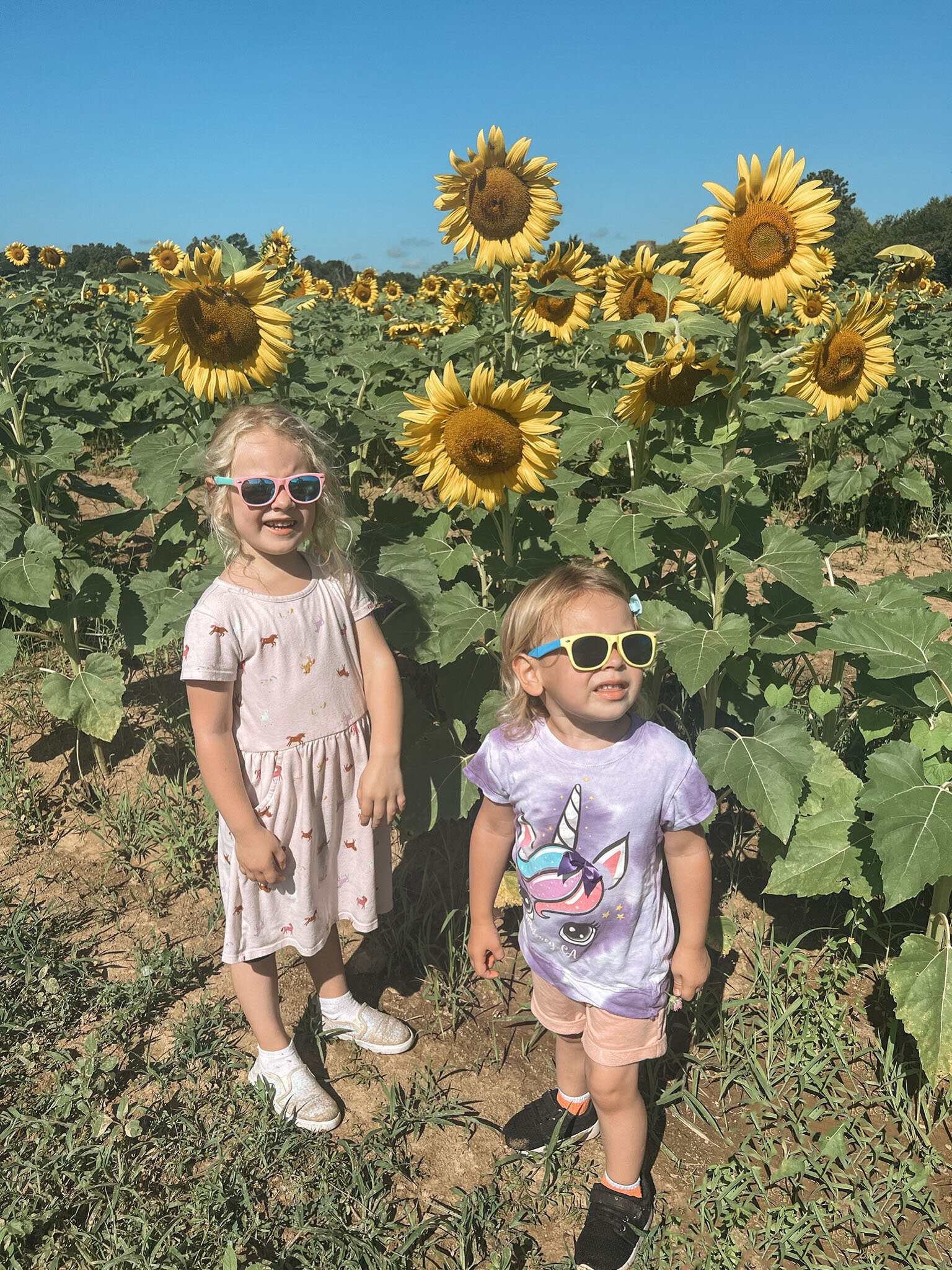 Sunflower field family photos