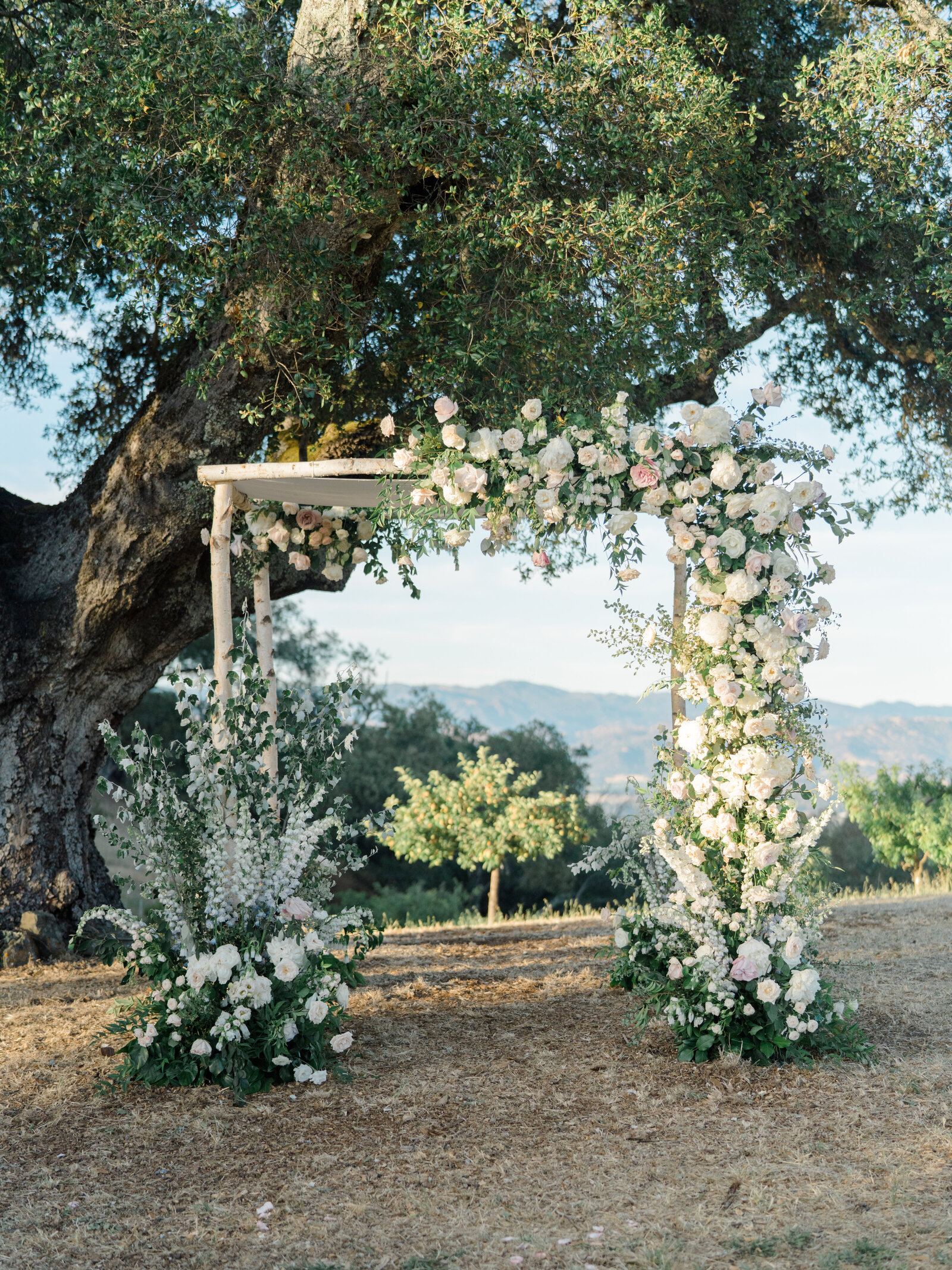arbor with white roses under a large old tree