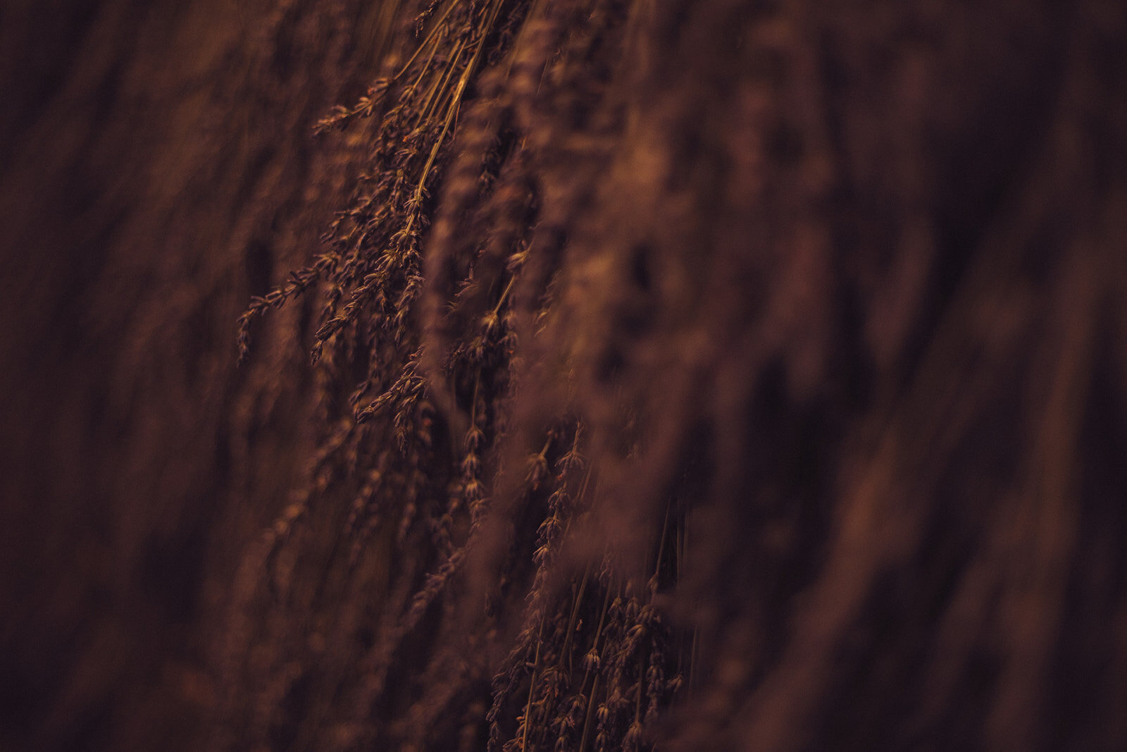 Iowa Lavender_F20A5152