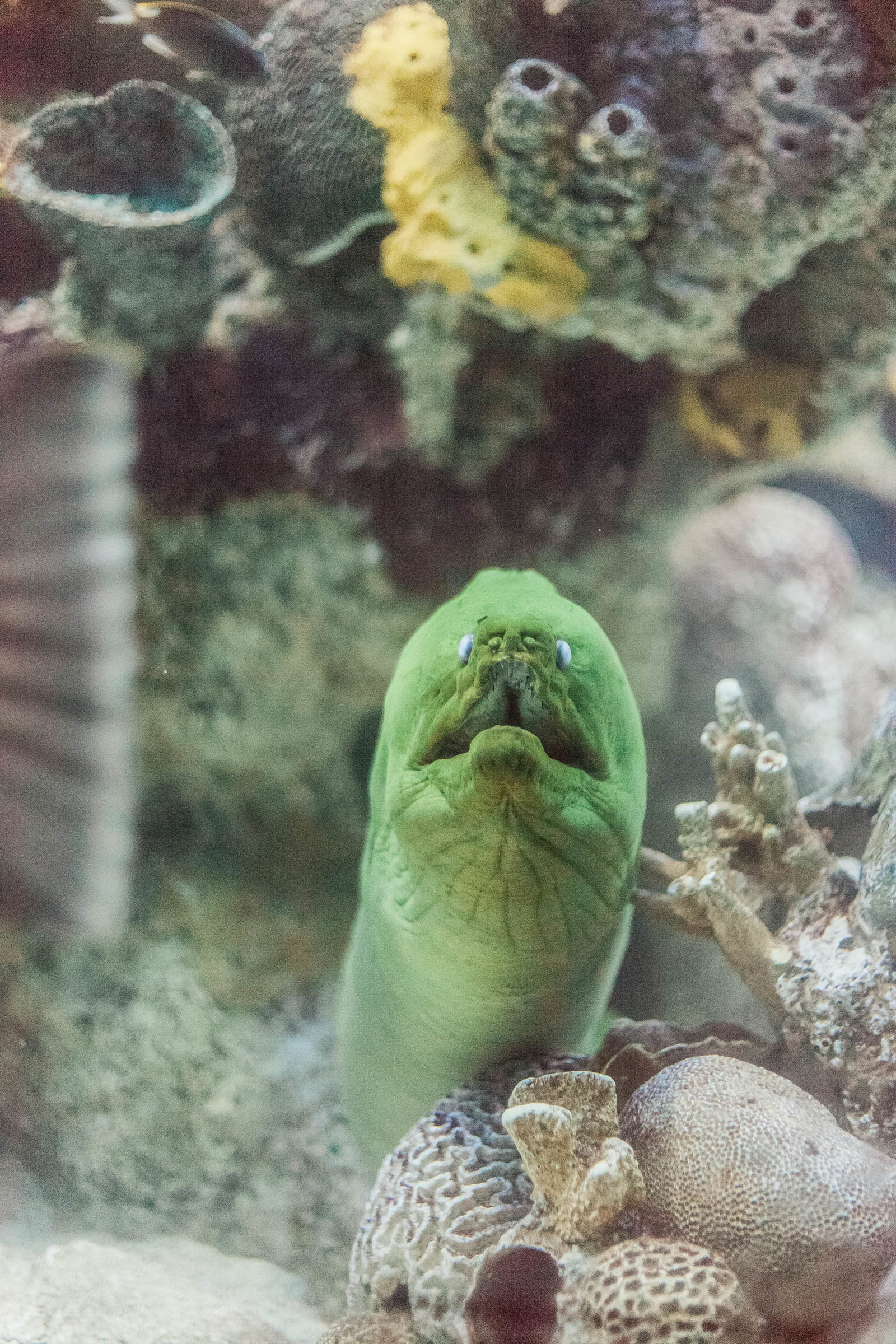moray-eel-editorial-aquarium-kate-timbers-photography084