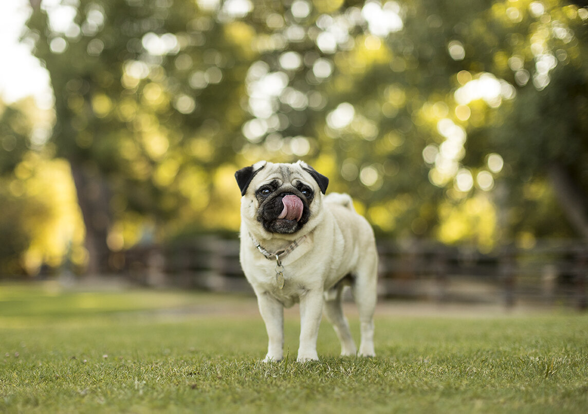 dog-photo-session-example-green