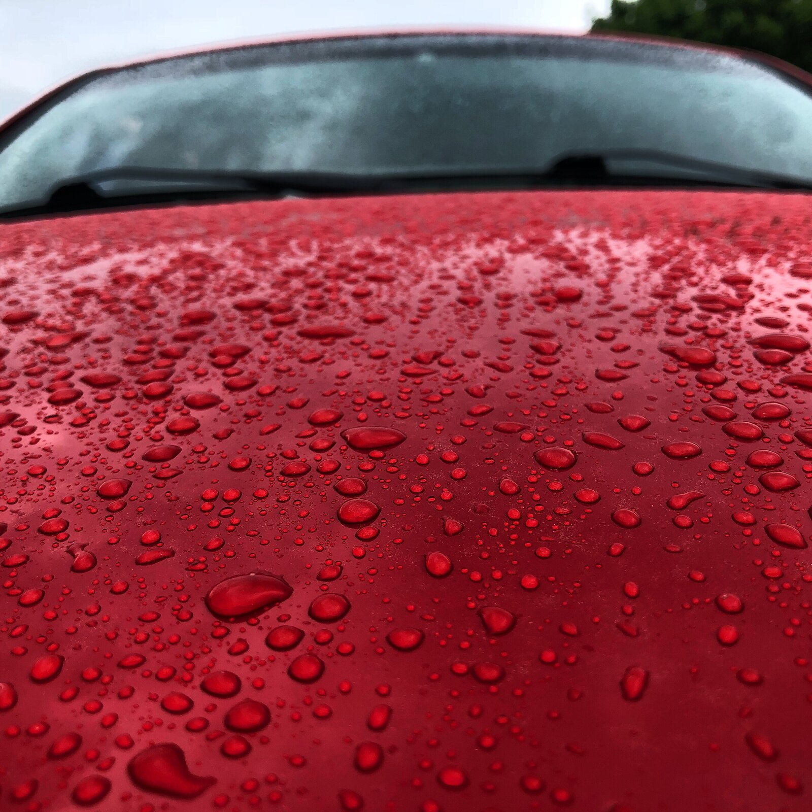 car with water beaded up on the hood