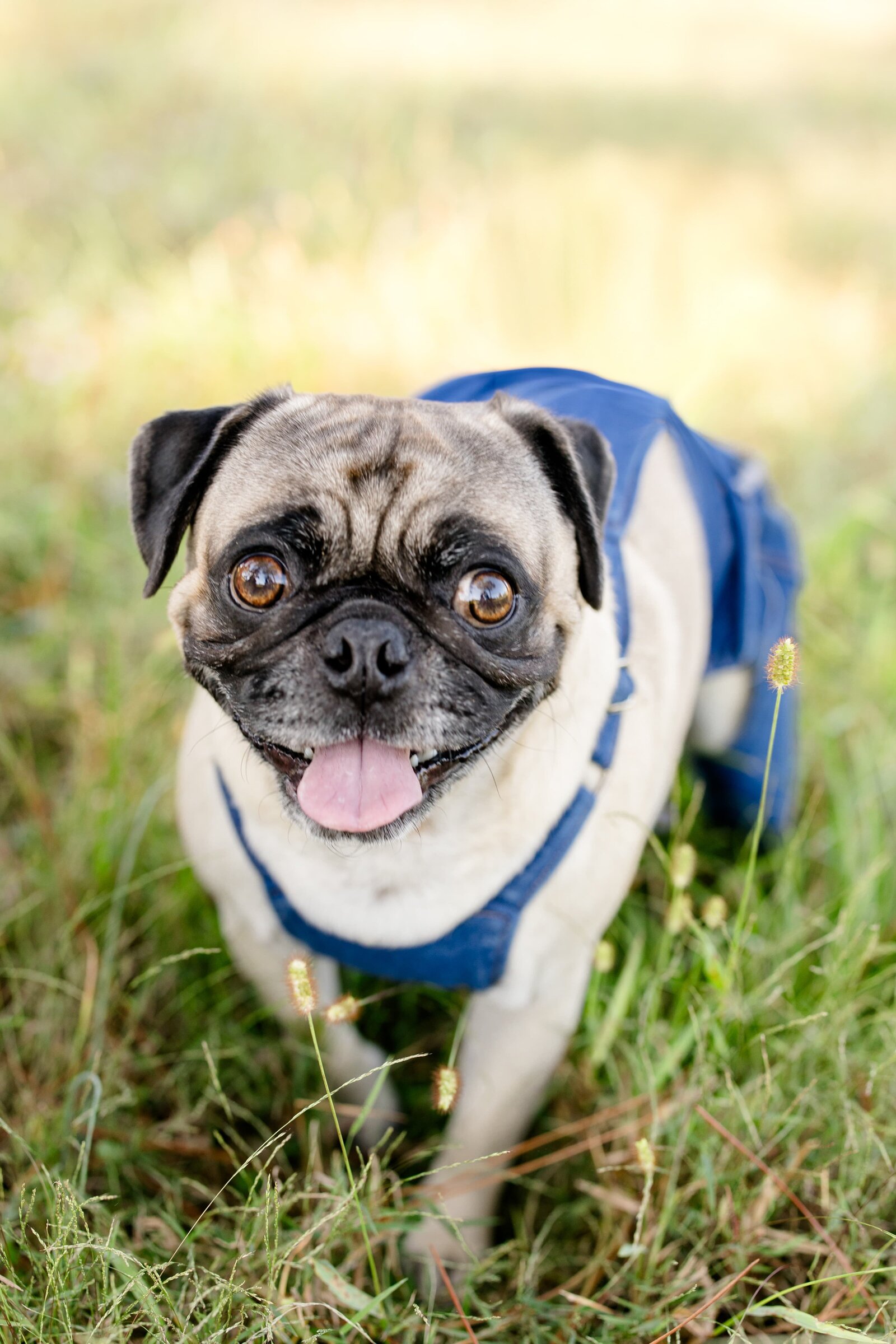The Beloved Pup Photo Studio - Birmingham, Alabama Commercial Dog Photographer 27