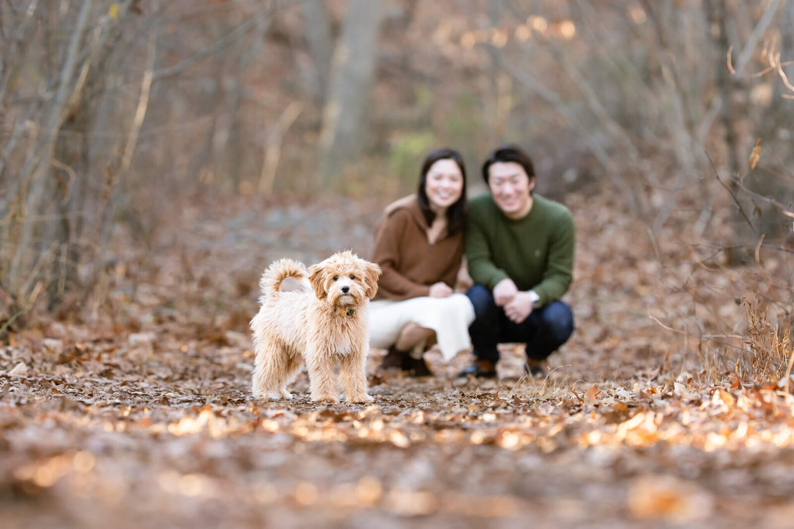 Boston couple on a woodland trail with thie Golden Doodle puppy