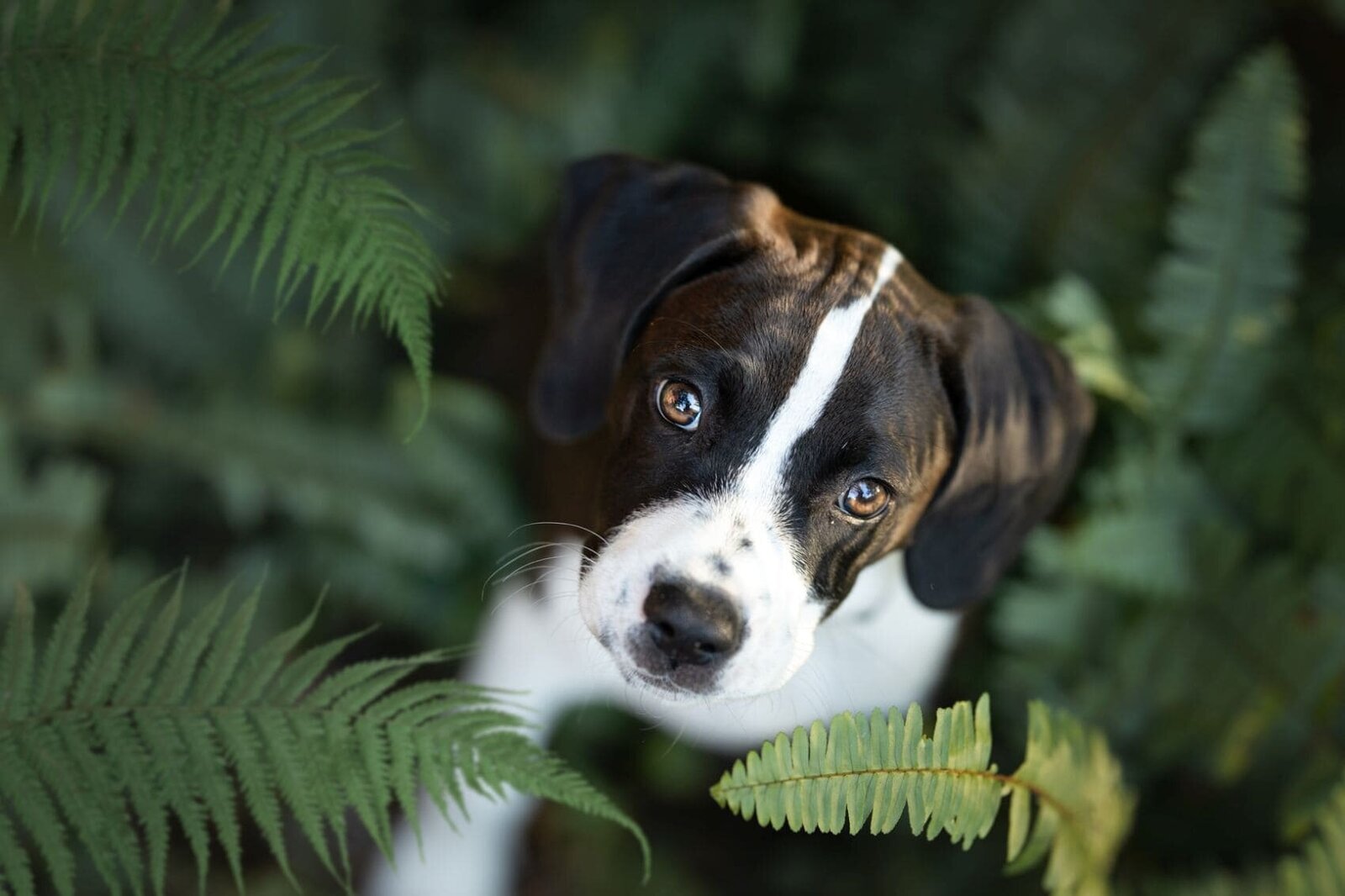 lilla-bordas-portraits-tampa-DOG-photographer1312_1
