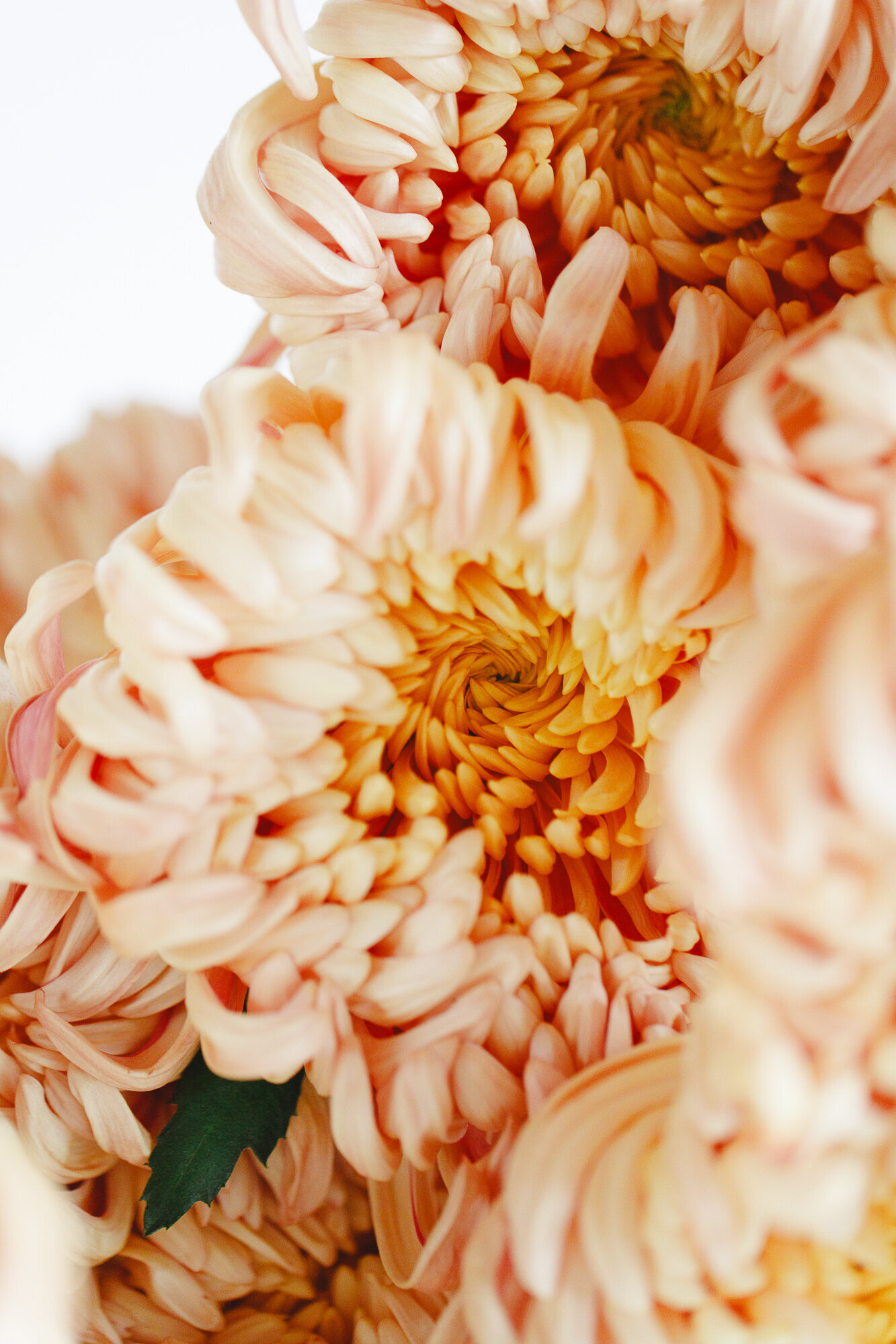 classesflorales_worshop_conceptcollectif_1 (2)