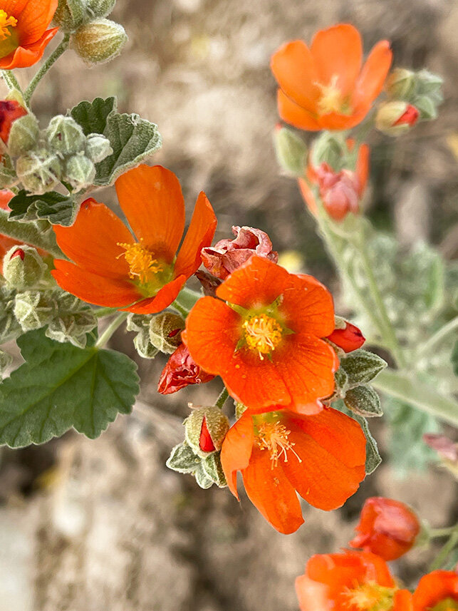 mini orange flowers
