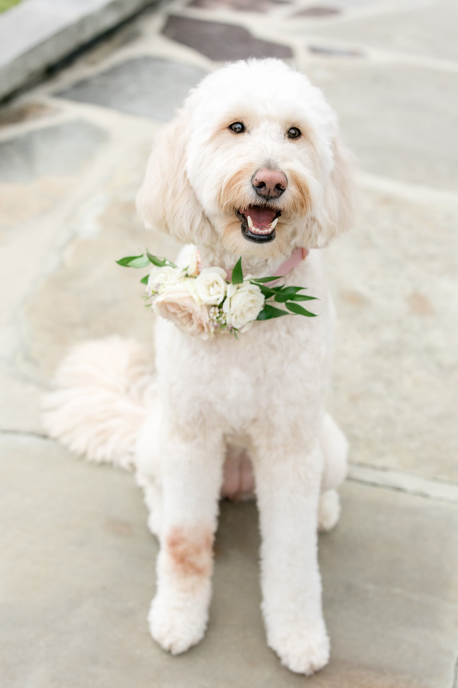 The Beloved Pup Photo Studio - Birmingham, Alabama Commercial Dog Photographer 60