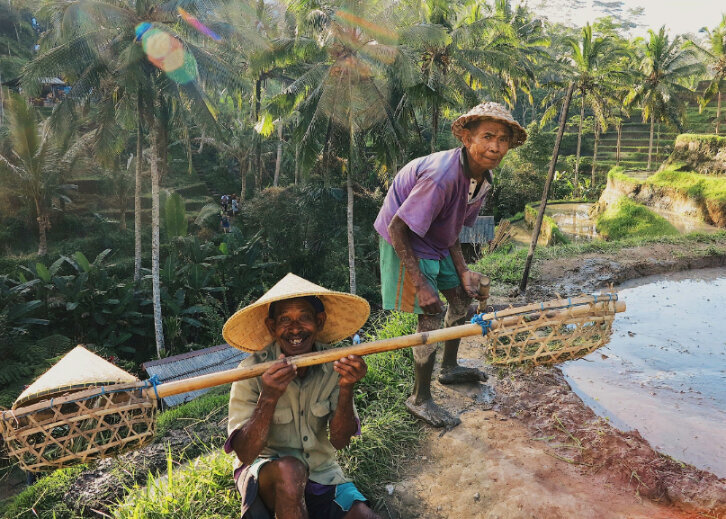 Bali-Ubud-rijstvelden