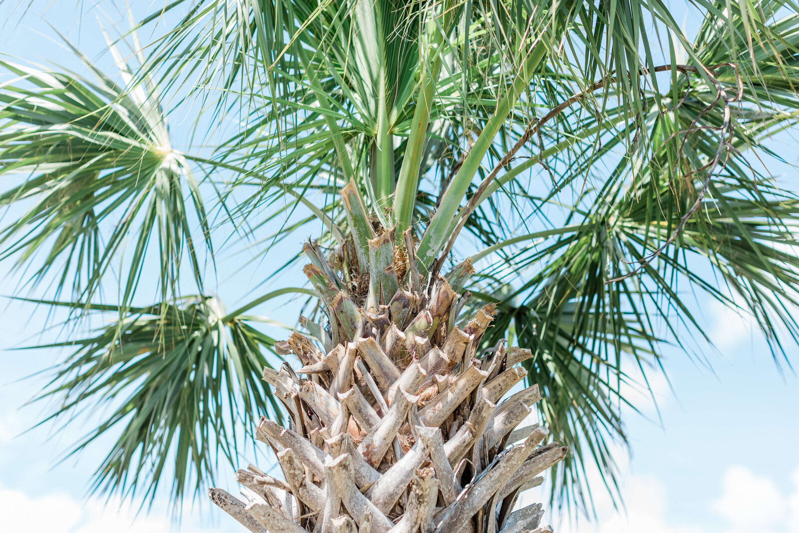 Savannah wedding and portrait photography by Apt. B Photography