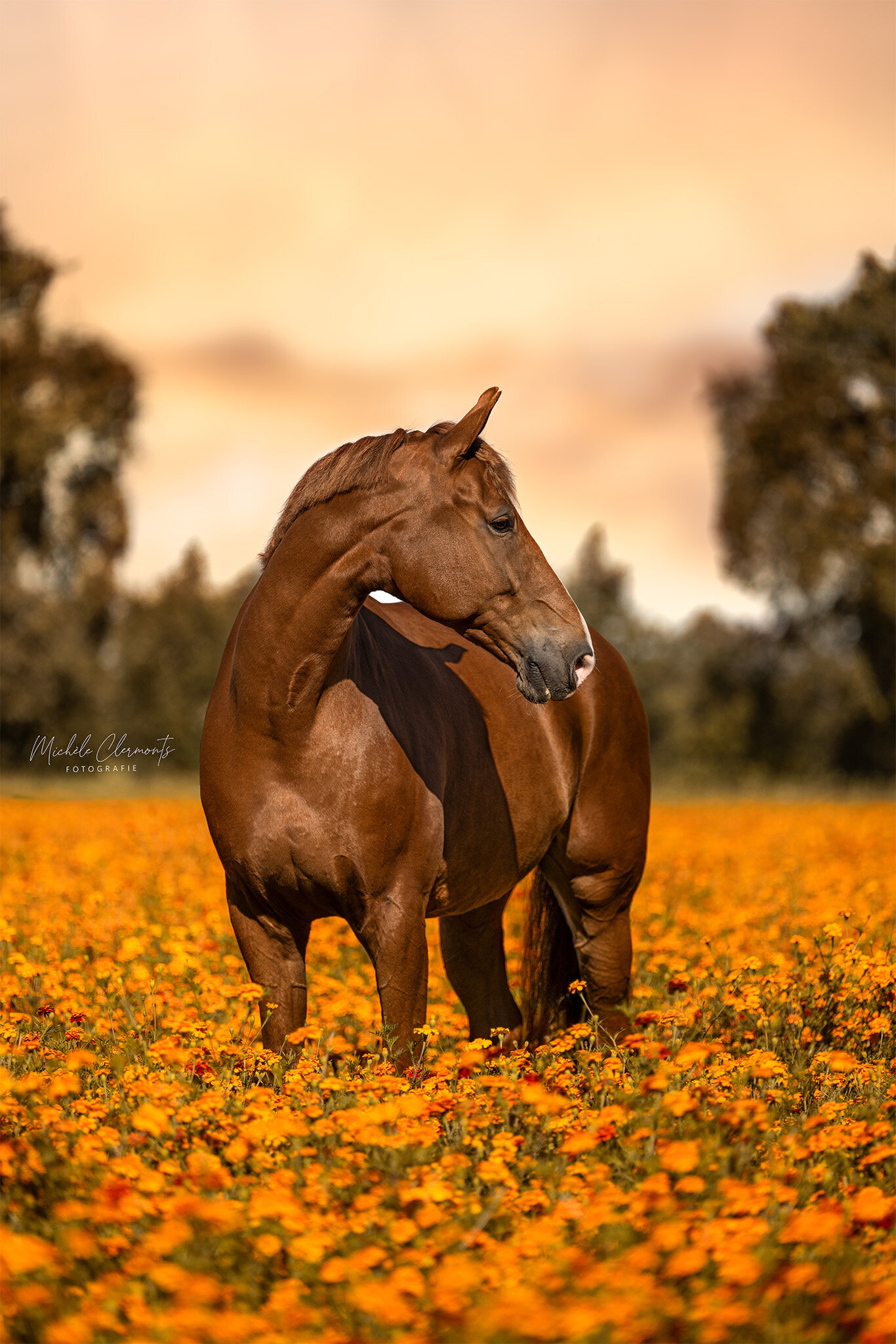 DSC_8961-paardenfotograaf-michele-clermonts-fotografie