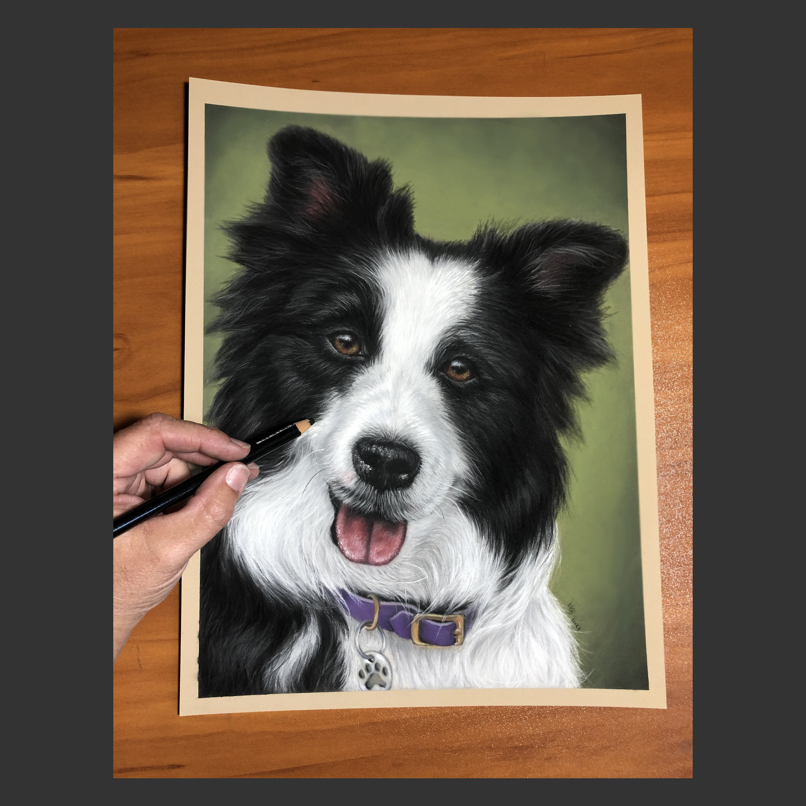 Black and White Border Collie on green background